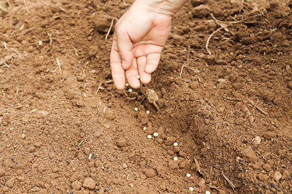 A hand planting seeds into a furrow.