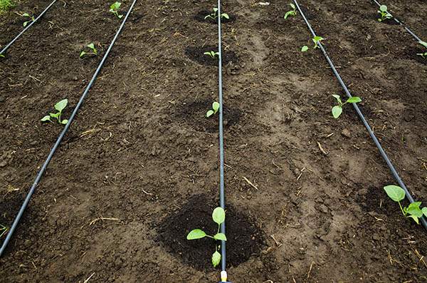 Rows of young plants are watered with drip irrigation.