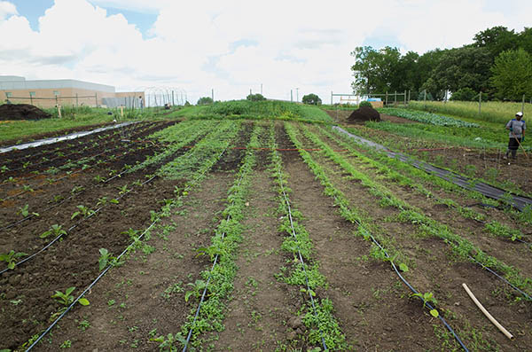 A field of crops irrigated with drip tape.