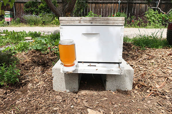 A small beehive with an entrance feeder full of sugar water attatched.