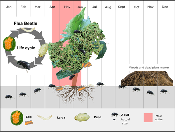 The life cycle of a flea beetle overlays a calendar showing where the beetle is spends different times of year, like underground or on plant stalks.