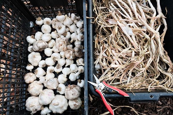 Two plastic crates side by side with a pair of trimmers on top. In the left crate are large garlic bulbs trimmed of their stalks, and on the right are the trimmed stalks.