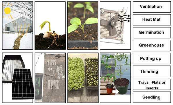 Greenhouse images like ventilation, heat mat, and germination next to a column of matching vocabulary words.