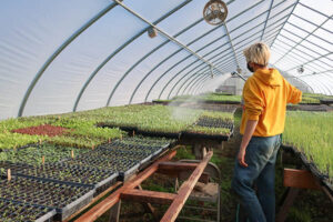 A farmer watering trays of seedlings in a greenhouse.