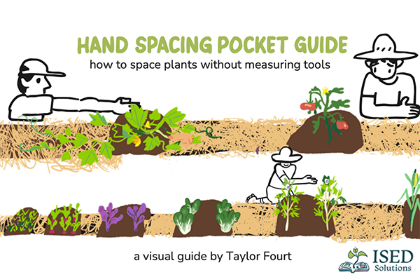 Three people use their arms to measure the distance between different plants, like squash, tomatoes, and okra.