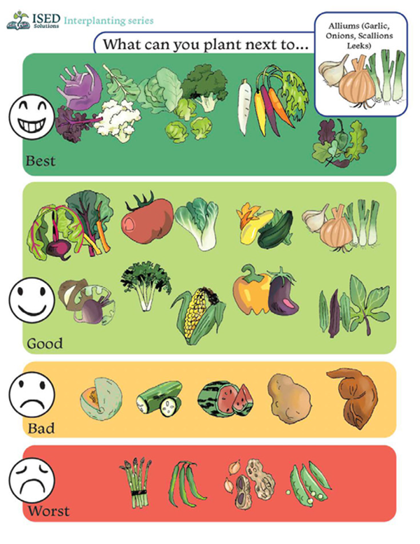 Chart shows best (green), good (yellow), bad (orange), and worst (red) plant companions for alliums, with various vegetables and herbs like broccoli, tomatoes, and sage.