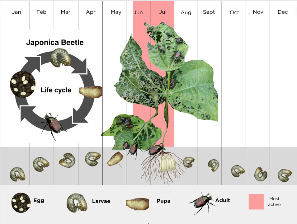 The life cycle of a japonica beetle overlays a calendar showing where the beetle is spends different times of year, like underground or on plant stalks.