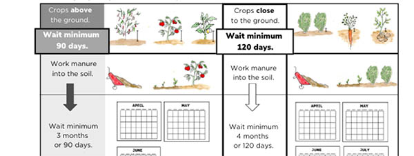 Guide for using manure when planting crops, details growth times and soil preparation for above and close-to-ground plants.