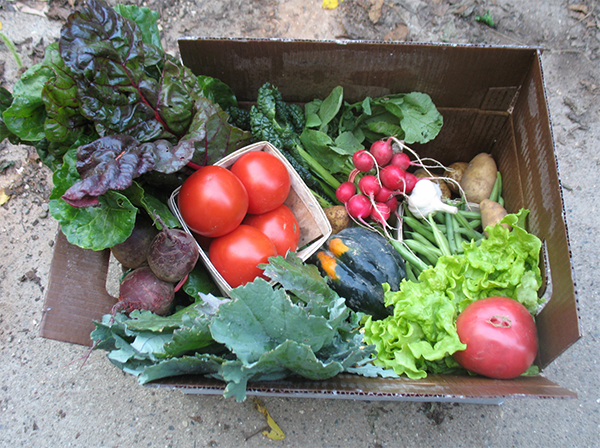 Image of a full CSA box including tomatoes, greens, radishes, beets, beans, squash, and potatoes.