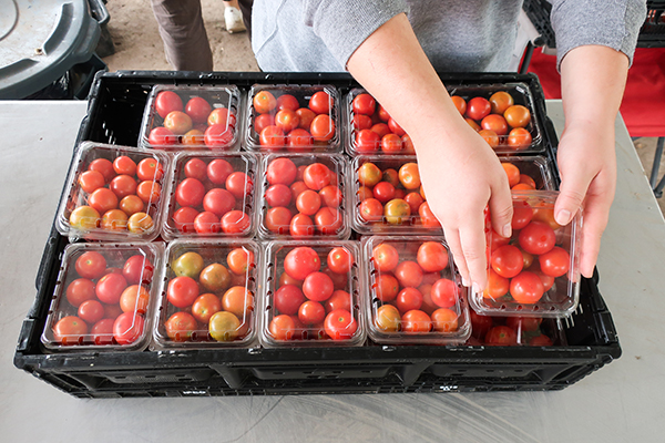 Two hands holding a plastic container of tomatoes above a plastic crate filled with more containers of tomatoes.