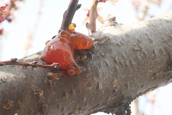 Peach borer damage appears as orange goo on the limb of a fruit tree.