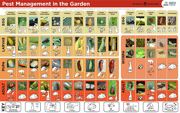 A grid with pest type in the top row, and life cycle of the pest on first column. Images of pests at various life stages are paired with different management strategies, including natural sprays, hand picking, crush eggs, and row cover.