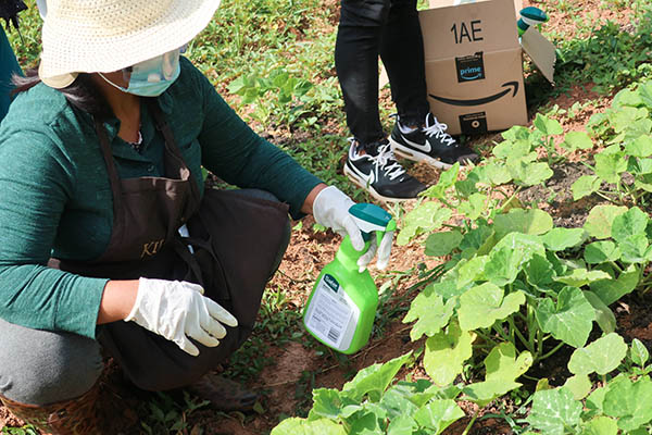 A farmer spraying a squash plant with an organic pest control spray.
