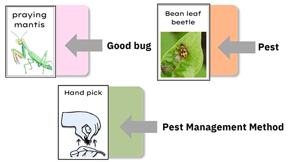 Flashcards of pests and pest control methods.