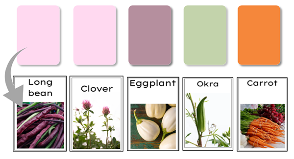 Flashcards displaying five crops, including beans, clover, eggplant okra, and carrot