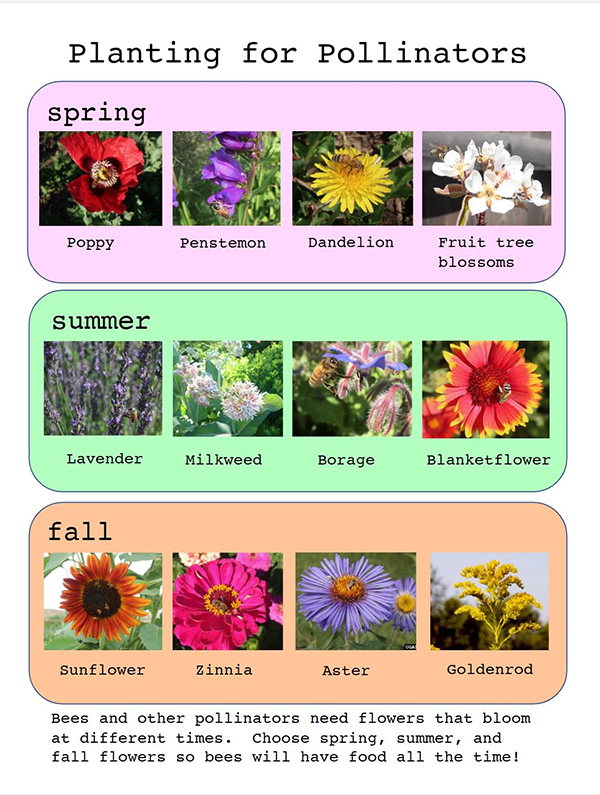 Poster groups types of flowers by when they bloom (spring, summer, fall)