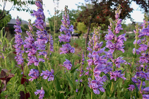An up close view of Rocky Mountain Penstemon, a perennial plant that produces purple plumes of flowers on tall stalks.