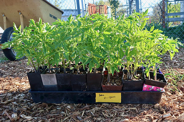 Tray of tomato transplants