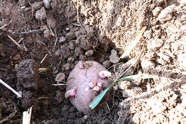 A seed potato planted in a hole
