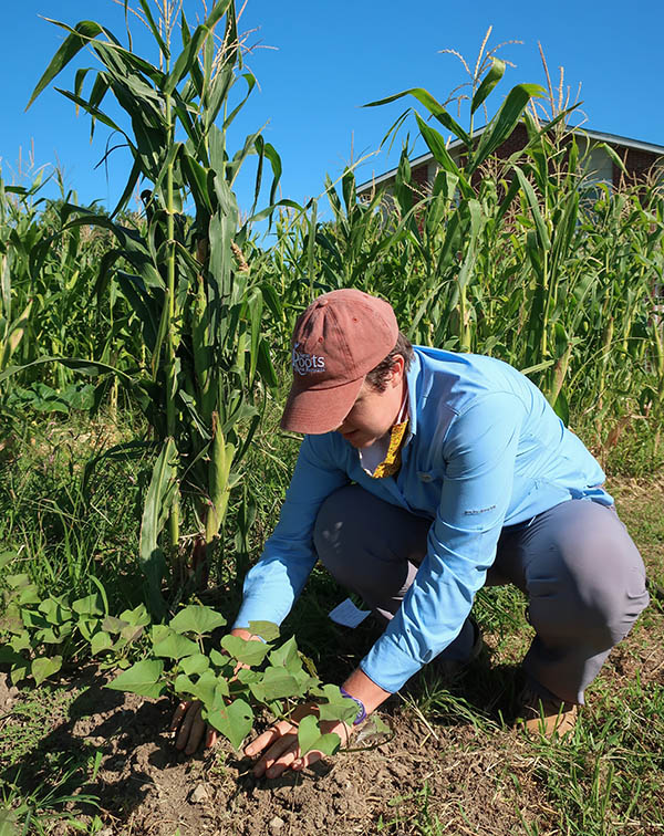 A farmer inter-planting a sweet potato slip near a field of corn.
