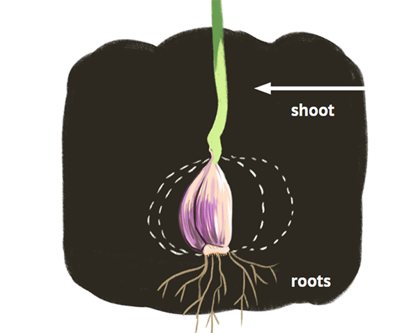 A garlic seed is in the ground with roots growing down and the shoots growing up through the surface. An arrow points to the shoot and dash marks outline what the mature bulb will eventually look like.