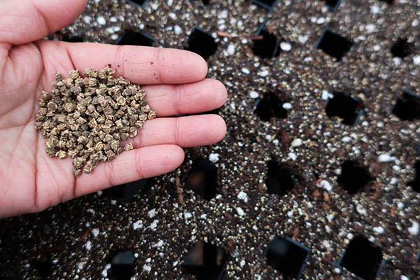 A hand holding swiss chard seeds over a tray filled with soil, holes ready for planting.