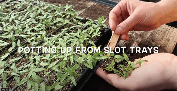Close up photo of farmer moving seedlings to a new slot tray using a popsicle stick.