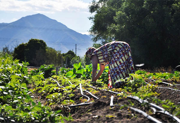 A woman wearing traditional African dress works in a garden, with a mountain in the background.