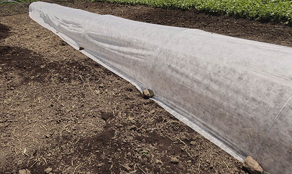 Floating row cover over a row on a farm.