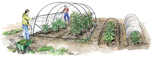 Illustration of two farmers putting the plastic cover on a hoophouse with tomatoes growing inside.  Two other low tunnels with greens growing inside, are next to the hoop house.