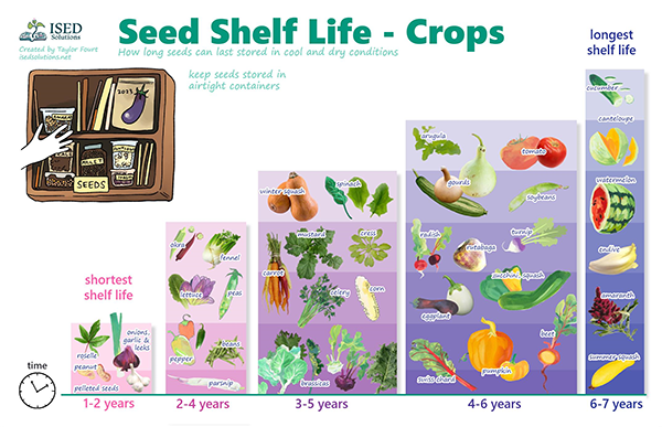Poster shows a timeline of how long seeds can last in cool and dry conditions. Crops are grouped based on seed shelf life, from the shortest (1-2 years) to the longest (6-7 years).