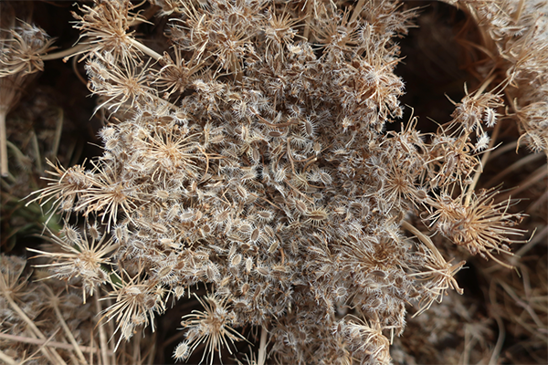 A close up of a carrot plant seed head.