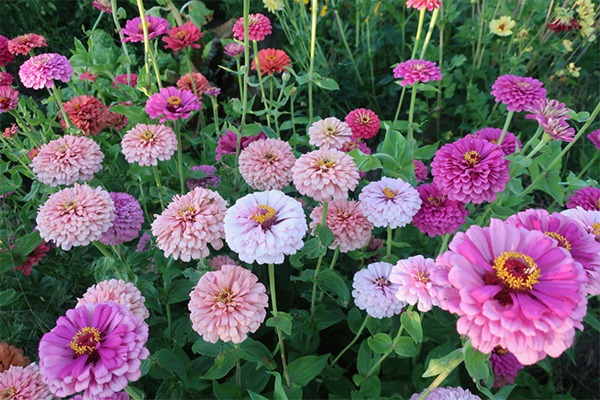 A close up of a variety of pink zinnias.
