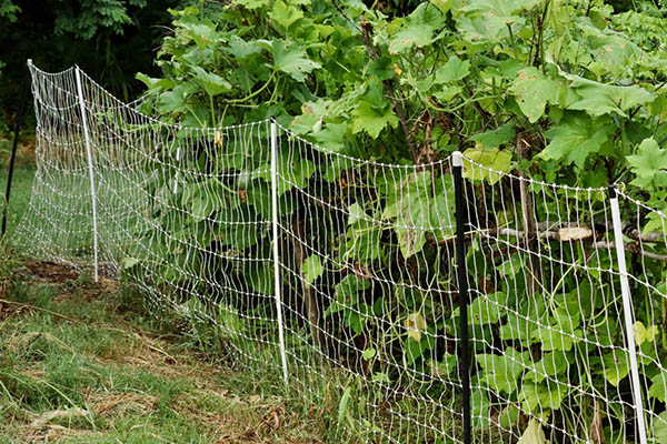 Electric fence protecting a patch of okra