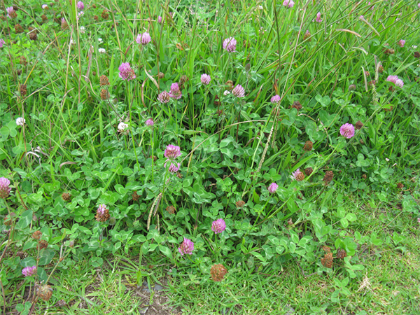 Photo of a small patch of red clover cover crop.