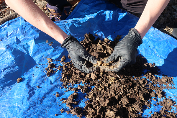 Two hands wearing protective gloves break up a soil sample on top of a blue tarp.