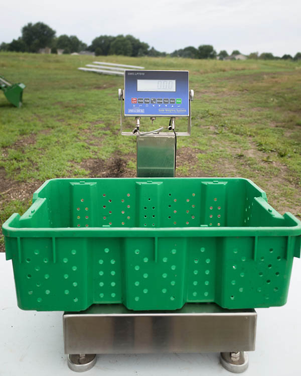 A scale with a plastic basket placed on top, the scale weight has been set to tare and reads 0 lbs.