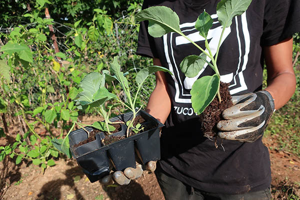 A person holding cauliflower seedlings in a tray in one hand, and a seperated cauliflower seedling in the other hand.