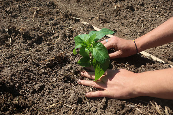 Hands transplanting a pepper into prepared soil.