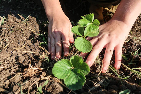 Two hands planting a strawberry transplant, also known as a strawberry plug.