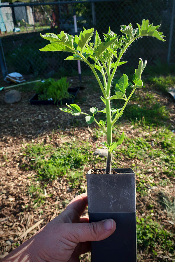 A hand holding a tomato seedling in a small square pot.