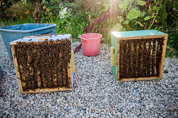 Two parts of a ware hive open to show the interior frames filled with bees.