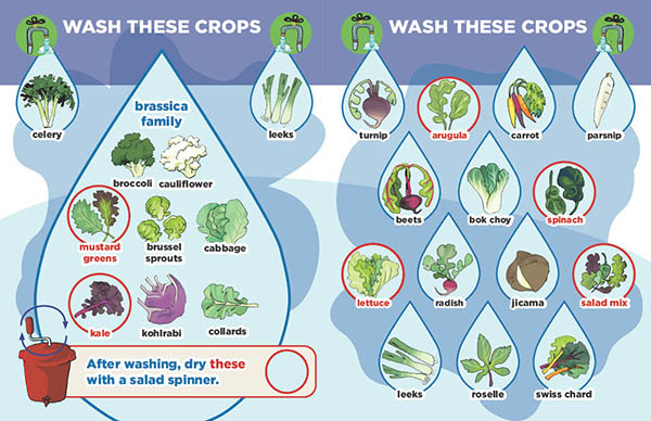 A graphic with illustrations of types of crops that need to be washed with some crops that can be dried after washing using a salad spinner.