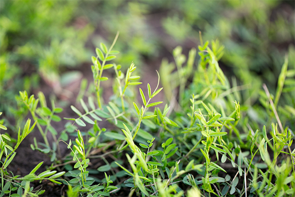Close up of hairy vetch cover crops.
