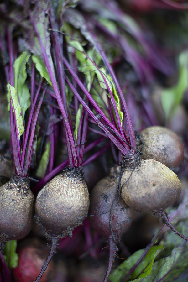 A bunch of purple beets is center bottom of the photo, purple stems coming from them with leafy greens attached.  This photo is an example of a good sized beet for markets or wholesale.