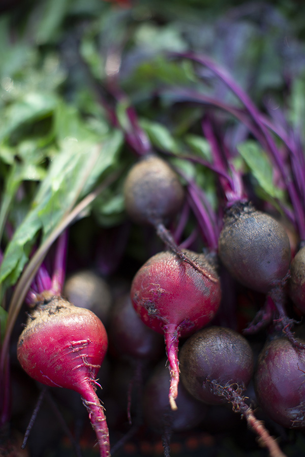 Harvested pink and purple radishes were recently washed and are still wet.