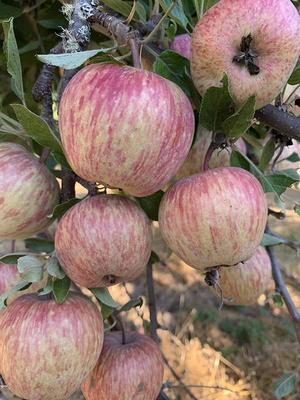 Ripe Gravestein Apples growing on a tree