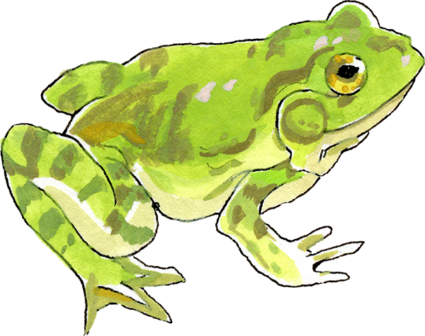 Goauche painting of an American Bullfrog, with green skin and brown spots, sitting facing right.
