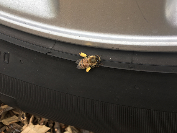 Bee carrying pollen