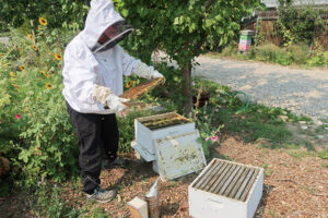 Beekeeping Hive Inspection